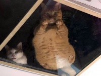 深淵をのぞく時... 店の天井にガラス板をつけたら猫が人間を監視するようになった件（台湾）