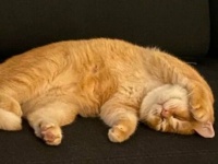 人生初の猫！寝顔がかわいくて目が離せない…。愛猫の寝相を紹介したスレに関する海外の反応