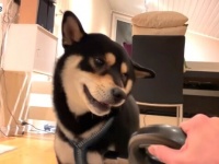 野生の掃除機が現れた！柴犬はどうする？「アウアウアウアオーン！」