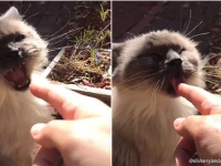 猫の典型的なやつ、差し出された人間の指に対する反応