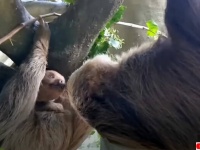 初めて我が子に対面するナマケモノのお父さん、鼻先にやさしくキス