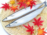 秋の味覚サンマ（画像はイメージ）
