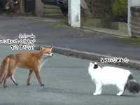 俺についてこられるかな～♪ にゃ～にお～！キツネと猫がチキチキ追いかけっこ