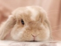 「じぶんもミッフィーちゃんだと思っているね」　世界一平和な〝なりすまし〟に9.8万人ほっこり