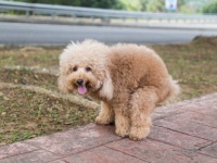 放置された犬のフンをDNA解析して飼い主を特定するサービスが地域ごとに開始される（アメリカ、カナダ、イギリス）