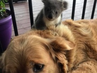 いつのまにかなつかれてた。犬の背中に野生のコアラがひっついていた件（オーストラリア）