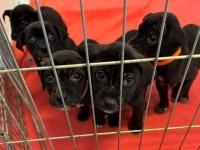 ホームレス男性が母犬を亡くした子犬たちを救ってほしいと保護施設に心震わす手紙