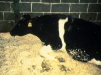 BSEに感染した牛。画像は「Wikipedia」より引用