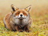 動物だって悟る!? 瞑想するキツネがかわいすぎる