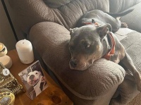 施設で涙の出会い。亡き愛犬のバンダナをつけていた保護犬を見て家族に迎え入れる決意をした女性