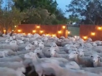 襲来事案。200匹もの羊の群れが突然のお宅訪問、いったい何が？（アメリカ）