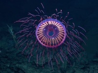 海の中に打ち上げられた大輪の花火！？花火のような深海クラゲの美しい映像