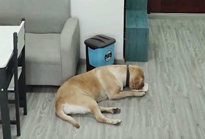 dogs2