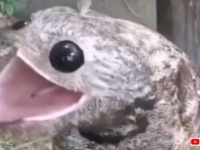 こんな生き物見たことない？まん丸お目めとおっきなお口。ヨタカの映像を見てみよう