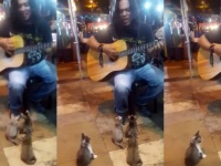 史上最強のサクラ。ストリートミュージシャンの演奏に聞き入る4匹の子猫（マレーシア）