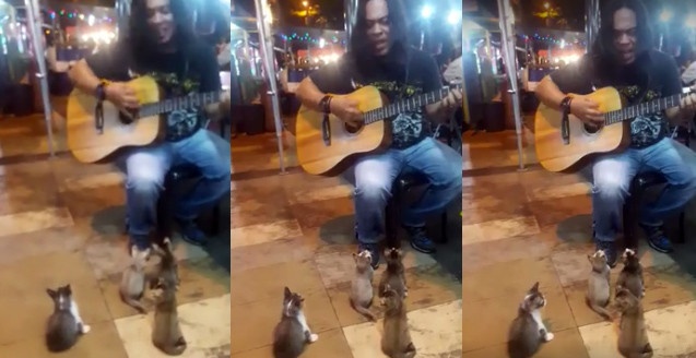 史上最強のサクラ。ストリートミュージシャンの演奏に聞き入る4匹の子猫（マレーシア）