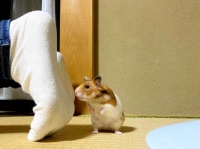お姉ちゃんの足のニオイに〝呆然〟　ハムスターの反応がジワジワくる
