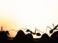 アカカミアリが共食いする理由。新しい土地への侵略を有利にする戦略だった（オーストラリア研究）※アリ出演中