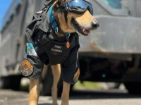 諦めない心。野良犬が警察署に通いつめ、見事警察犬になるまでの物語