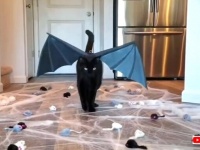 黒猫が招くのは不運じゃなくて幸運だから！ブラックキャットの魅力を詰め合わせでお届け