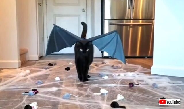 黒猫が招くのは不運じゃなくて幸運だから!ブラックキャットの魅力を詰め合わせでお届け