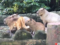 母親を失い孤児となった猫は、カピバラの群れと一緒に暮らすことを選んだ