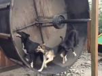 ハムスターの回し車の犬バージョンを作ると『面白い！』とワンコたちに大人気！