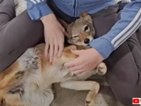 これはほぼ「ただの犬」！ニンゲン大好きなセグロジャッカルの子、遠吠えを教えてもらって大合唱