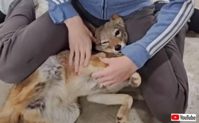 これはほぼ「ただの犬」!ニンゲン大好きなセグロジャッカルの子、遠吠えを教えてもらって大合唱