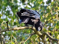 カラスの恩返し。子ガラスを助け、一家に餌を与えていた男性にカラスからのサプライズギフト！（アメリカ）