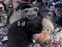 ウクライナの瓦礫の中で3匹の子犬が必死に守ろうとしていたのは母猫と生まれたばかりの子猫たちだった