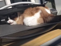 最高のお昼寝スポットから絶対に動きたくないラグドールのティモ。飼い主への塩対応が絶賛される