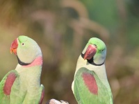 イギリスで増殖する野生化したワカケホンセイインコ、ロンドンでは5万羽に及び怪しげな都市伝説も