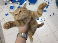 むしゃくしゃしてやった、反省はしていない。飼い主が1週間かけて作ったレゴのドラえもんを一瞬にして破壊した猫