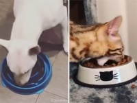 たくさん食べる為の適応進化か？一度に大量の餌を食べる方法、猫編・犬編