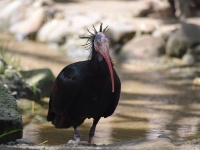 人間にとってかわいくない生き物だって、平等に守るべき命である