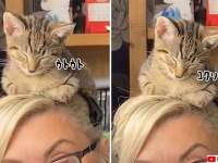 リモートワーク中、子猫が頭の上に乗ってきた。そのままうたた寝をしてしまうほのぼの事案