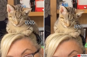 リモートワーク中、子猫が頭の上に乗ってきた。そのままうたた寝をしてしまうほのぼの事案