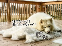 雪を誰よりも愛するアラスカン・マラミュート犬、わずかに残った雪にぺとりんこ