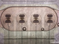 ヒトの細胞を培養して作ったミニ脳を16個つなげて”生きたコンピュータ"を開発