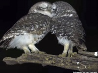フクロマンチック！フクロウたちが寄り添ってキスをするファンタジーあふれる映像