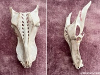えっ？ドラゴンの頭蓋骨！？イギリスの砂浜で発見された骨片の正体は？