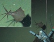 超深海層で生きたイカを発見。これまで発見された中で最深