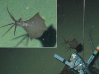 超深海層で生きたイカを発見。これまで発見された中で最深