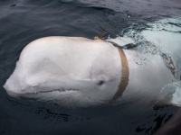 「ロシアのスパイ」と疑われていたシロイルカ、カモメと戯れている姿が目撃される（ノルウェー）