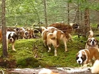 こんなにいると壮観だよね！42匹のセントバーナード犬が、森の中でお散歩なう