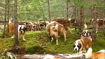 こんなにいると壮観だよね！42匹のセントバーナード犬が、森の中でお散歩なう