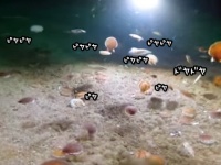 ホタテをなめんなよ。結構な速さでピュンピュン泳ぐホタテ貝の群れ