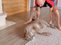 家ピューマのメッシくん「この怠惰な猫ってば！」とぼやかれつつも、床をずりずりスライディングでご満悦