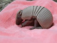 よちよち歩きでこんにちは！昨秋生まれたマタコミツオビアルマジロの赤ちゃんが可愛い